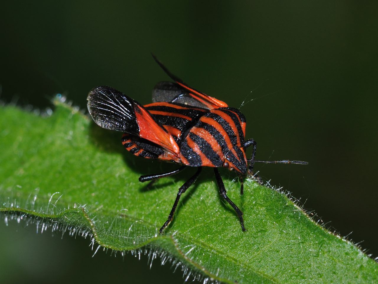 Graphosoma lineatum ssp. italicum